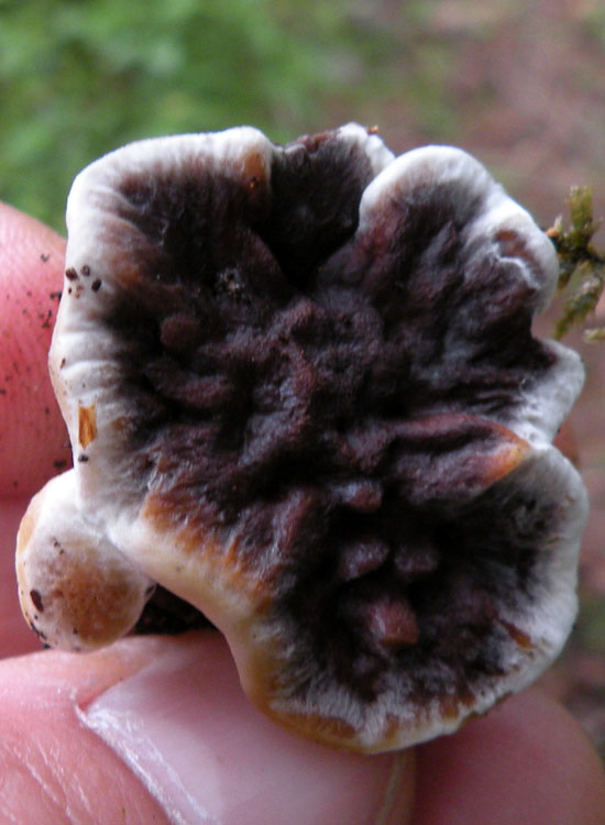 Phellodon niger?